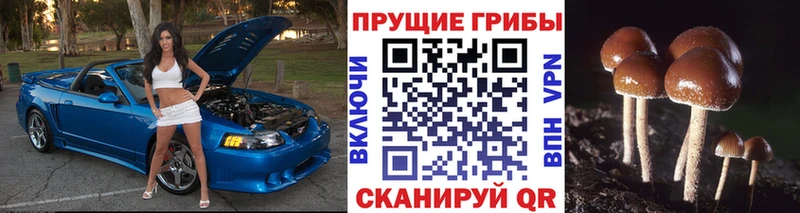 Псилоцибиновые грибы MAGIC MUSHROOMS  наркотики  Павловская 